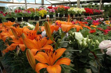Flores produzidas em Holambra. Foto: reprodução/internet